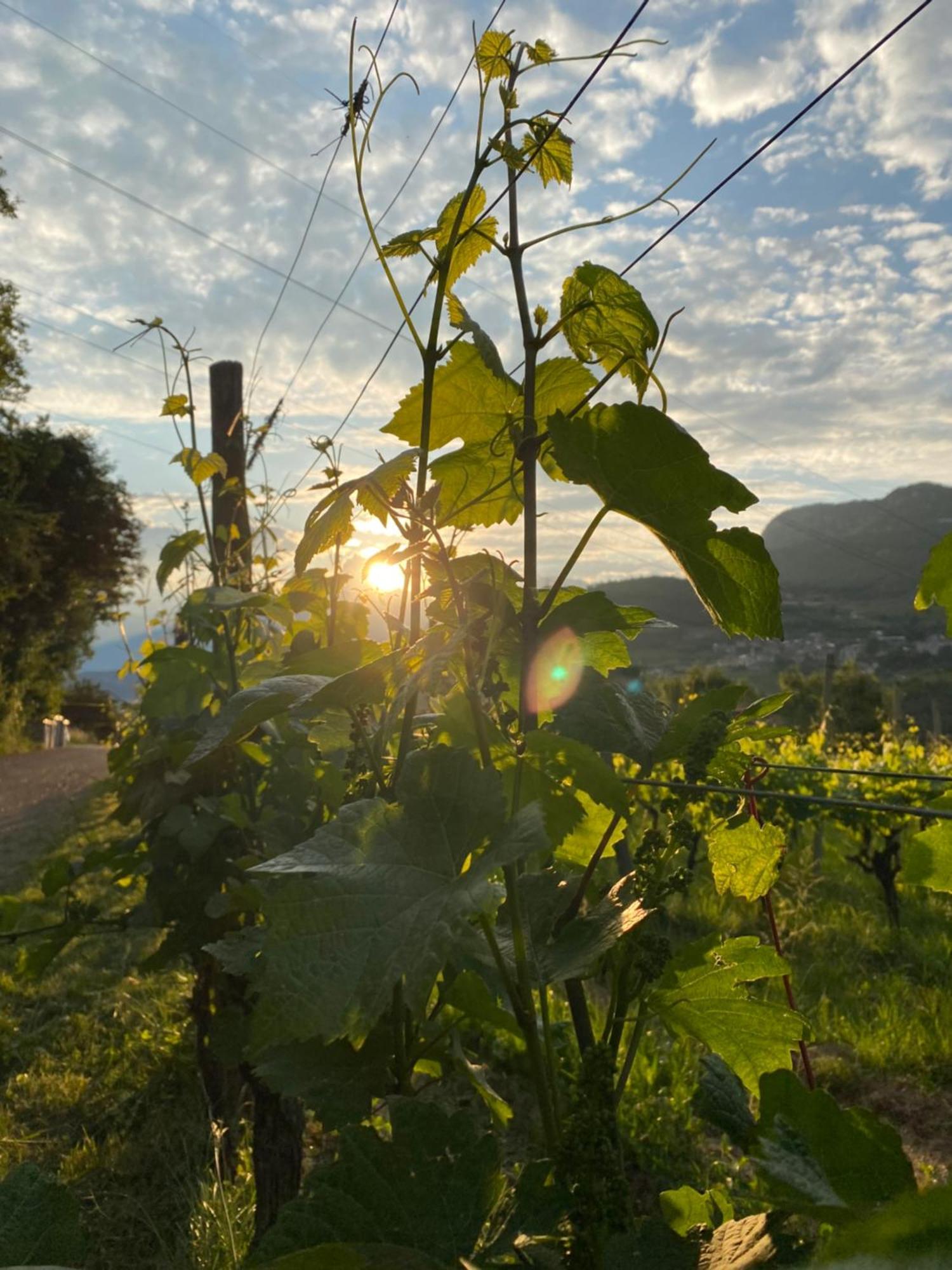 Agritur Verderame Trento Eksteriør bilde